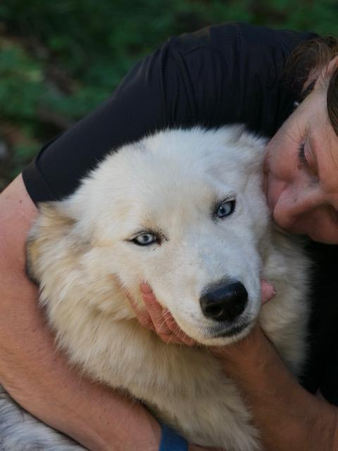 Donut, una splendida Husky Foto 4